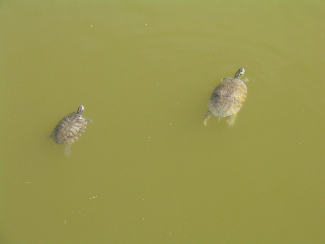 618x457 pixels (88K)